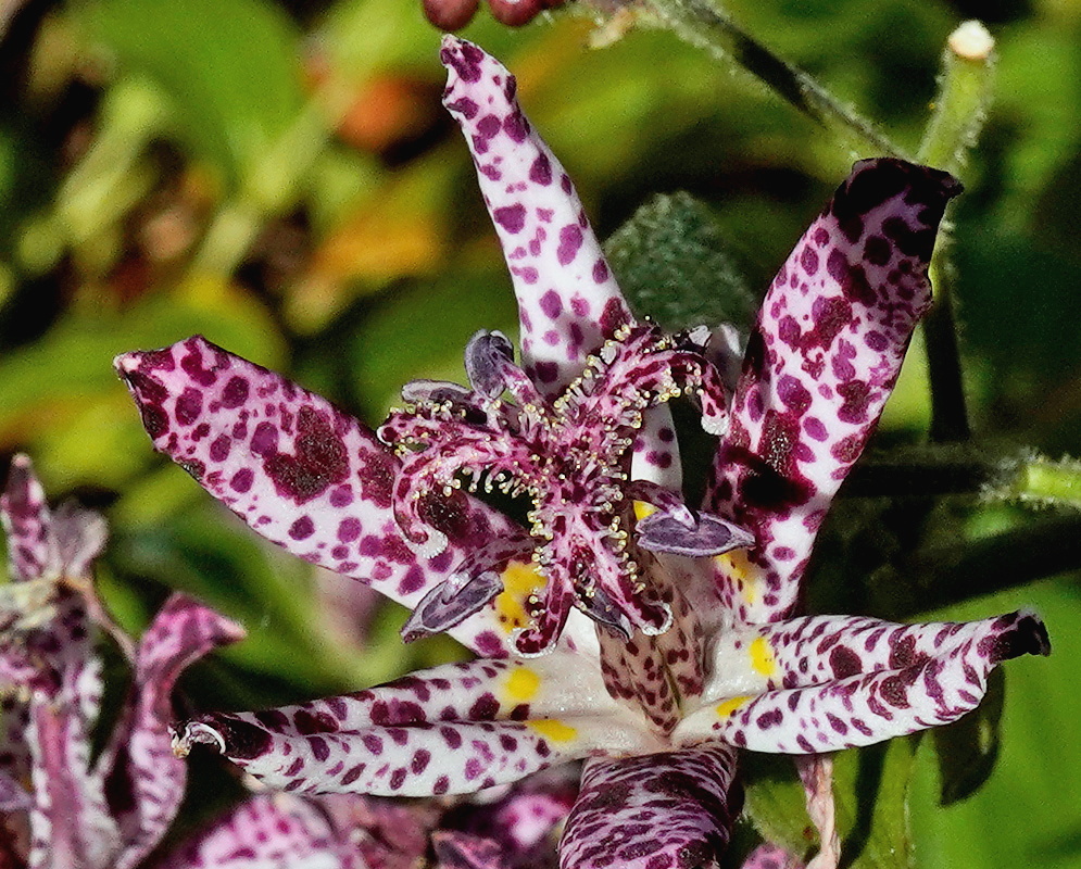 Tricyrtis Sinonome flower with pale narrow tepals densely spotted and blotched purple