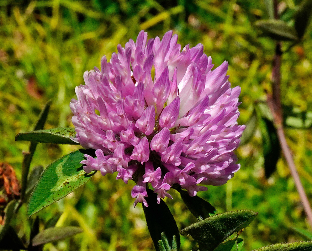 Trifolium pratense Flower Pink Dense cluster of pink florets forming a rounded inflorescence of Trifolium pratense growing among green leaves