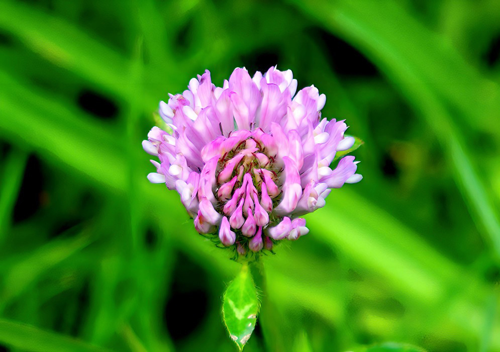 A Trifolium pratense flower with white, pink and lavender
