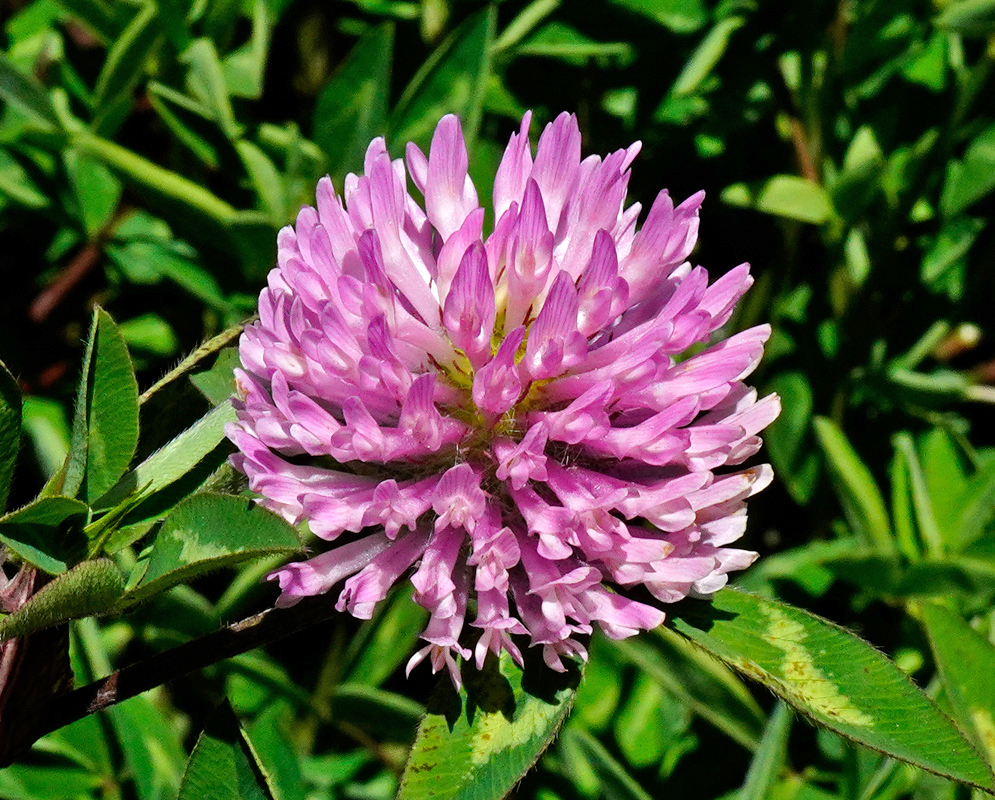 Trifolium pratense Flower Blooming Trifolium pratense with a spherical head of light purple-pink flowers and spotted green leaves