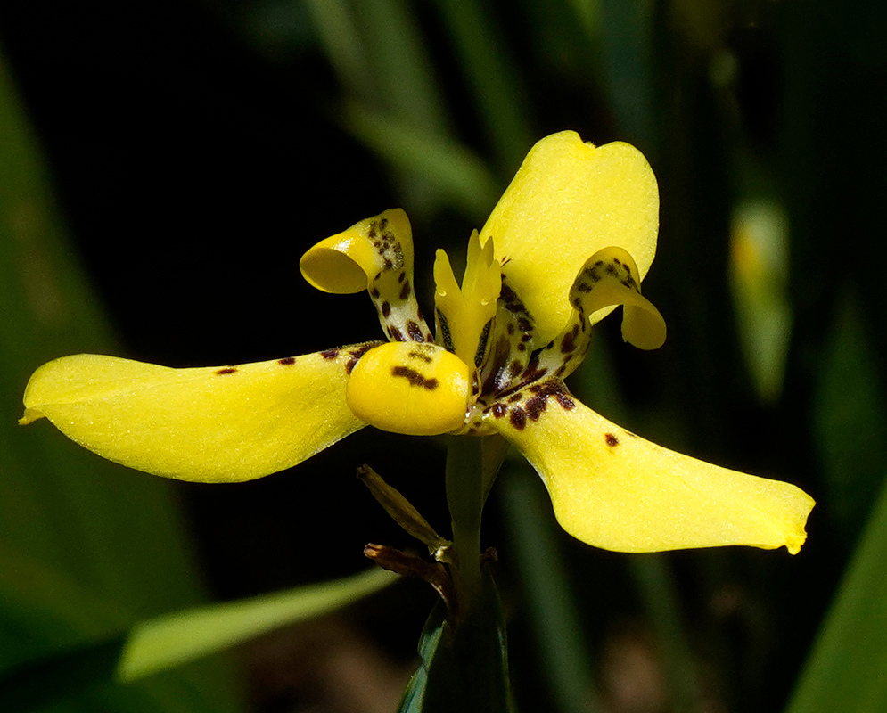 Trimezia martinicensis Yellow Bloom Trimezia martinicensis flower with bright yellow tepals and distinctive brown markings, blooming in tropical sunlight