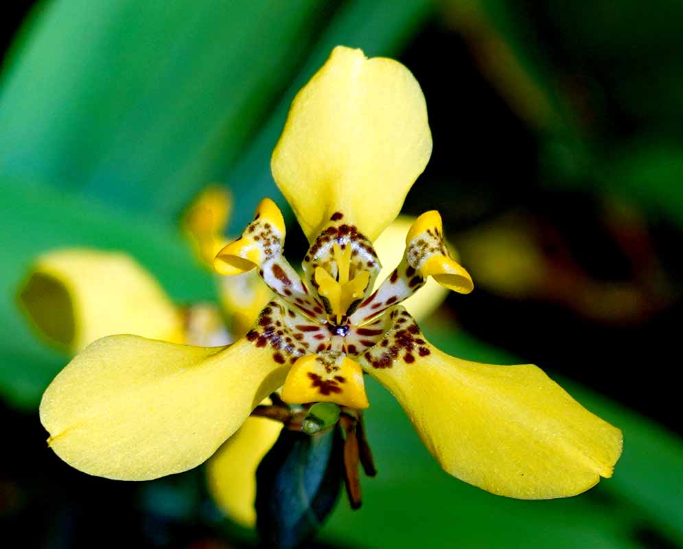 Yellow Trimezia martinicensis flower with white and brown markings in the center