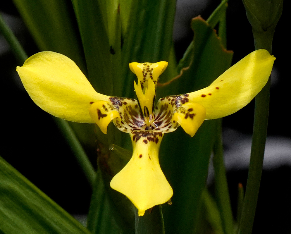 Trimezia martinicensis Yellow Flower A yellow Trimezia martinicensis flower with brown speckled inner segments and sword-shaped foliage in the background