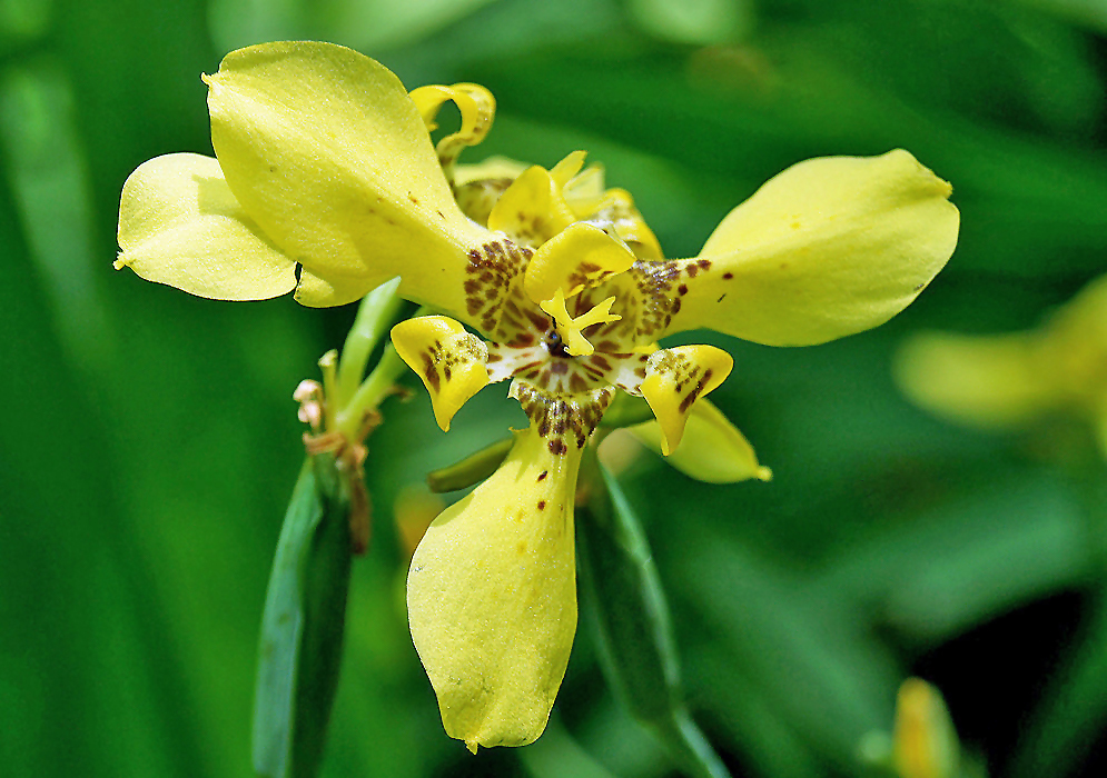 Trimezia martinicensis yellow flower