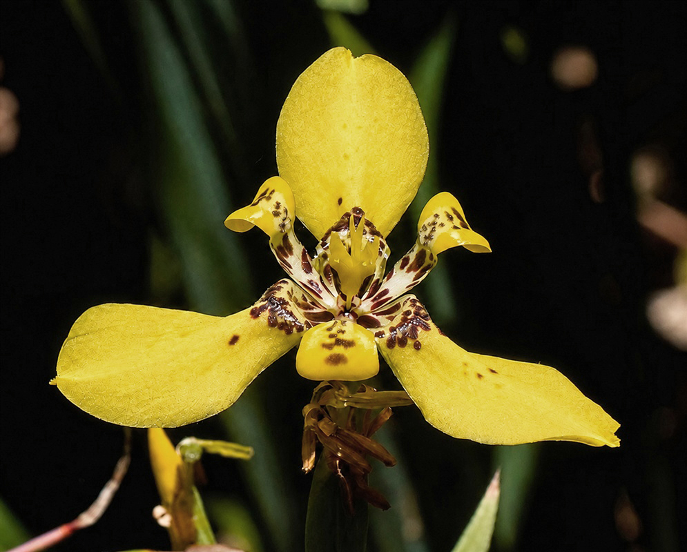 Trimezia spathata subsp. sincorana golden yellow flower with dark patterned inner segments