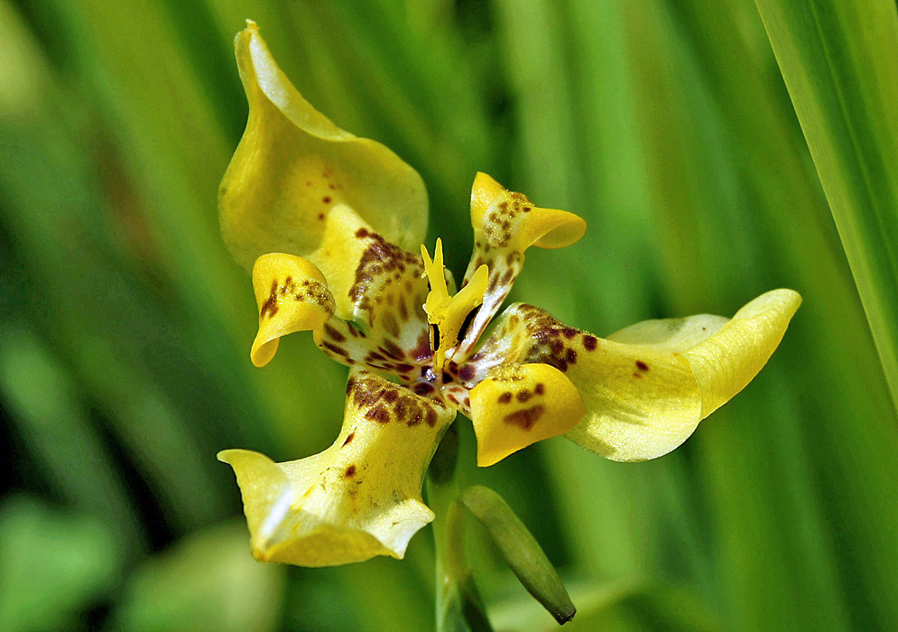 Trimezia steyermarkii yellow flower with brown markings
