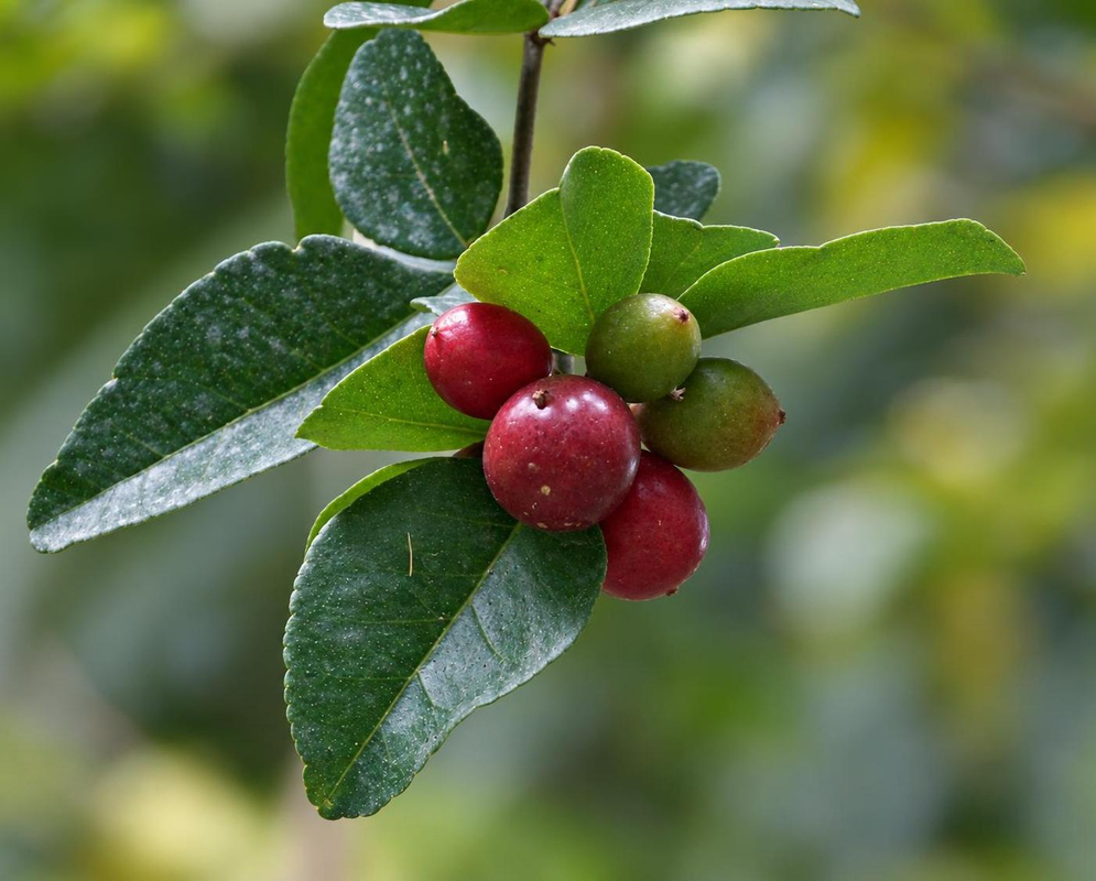 Round glossy red Triphasia trifolia fruits sit beside green unripe fruits among dark green leaves