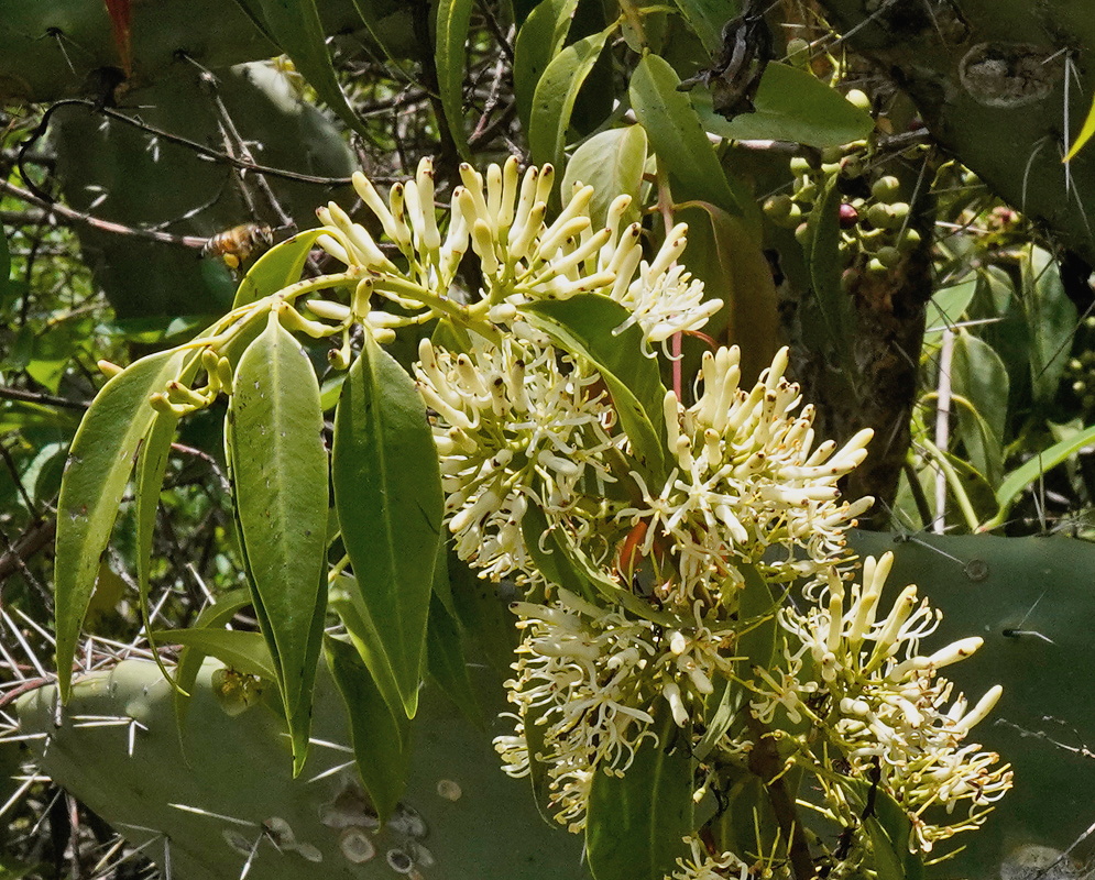 Tripodanthus acutifolius dense clusters of narrow cream flowers hanging among green leaves