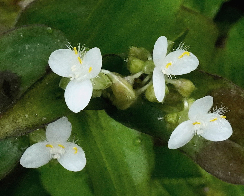Tripogandra serrulata small white three-petaled flowers with yellow anthers above broad green leaves