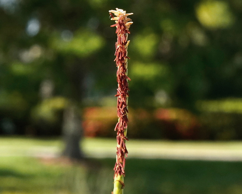 Tripsacum dactyloides upright segmented flower spike rising above a tall green grass clump