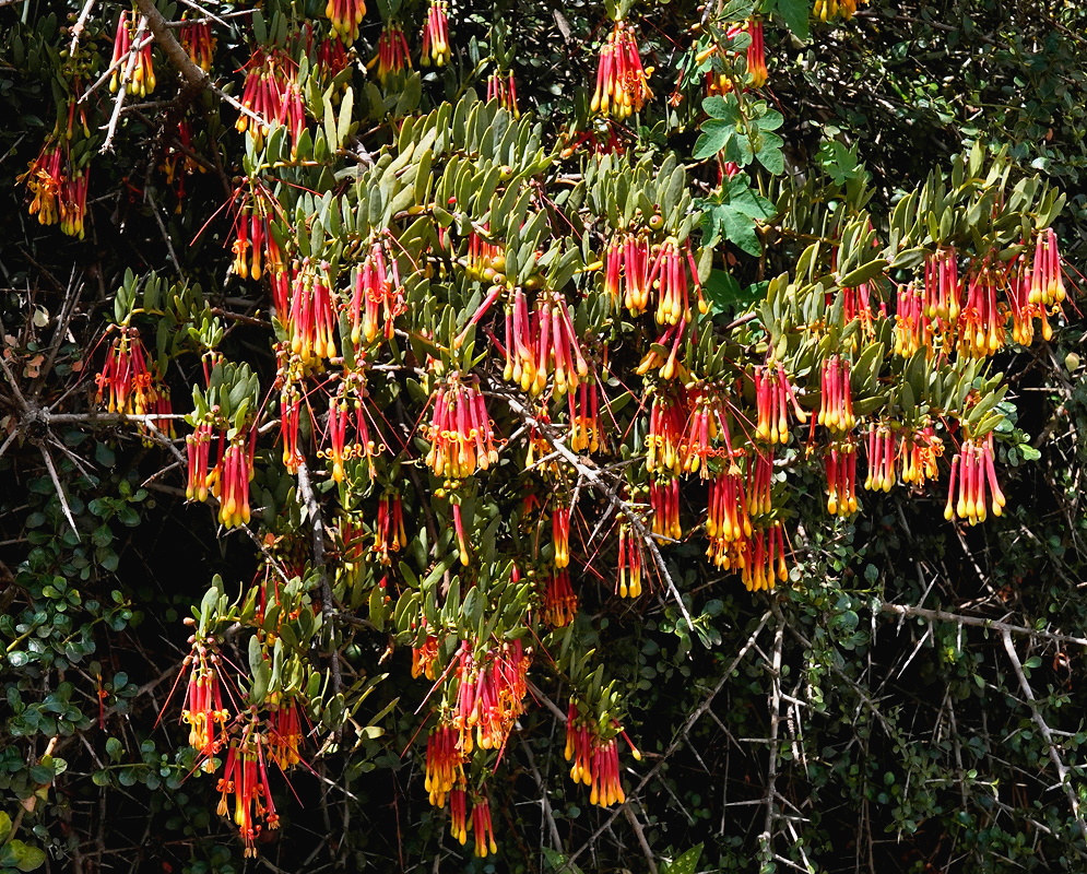 Tristerix penduliflorus branch densely covered with hanging red and yellow tubular flowers
