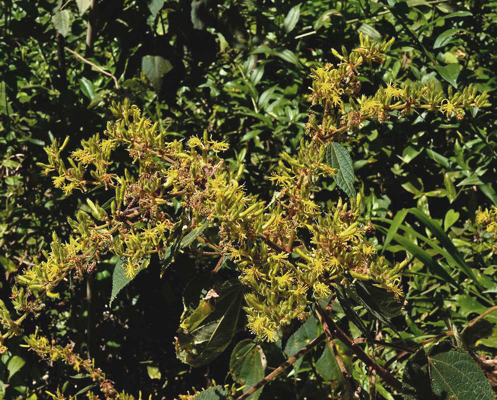 Triumfetta lappula flowers