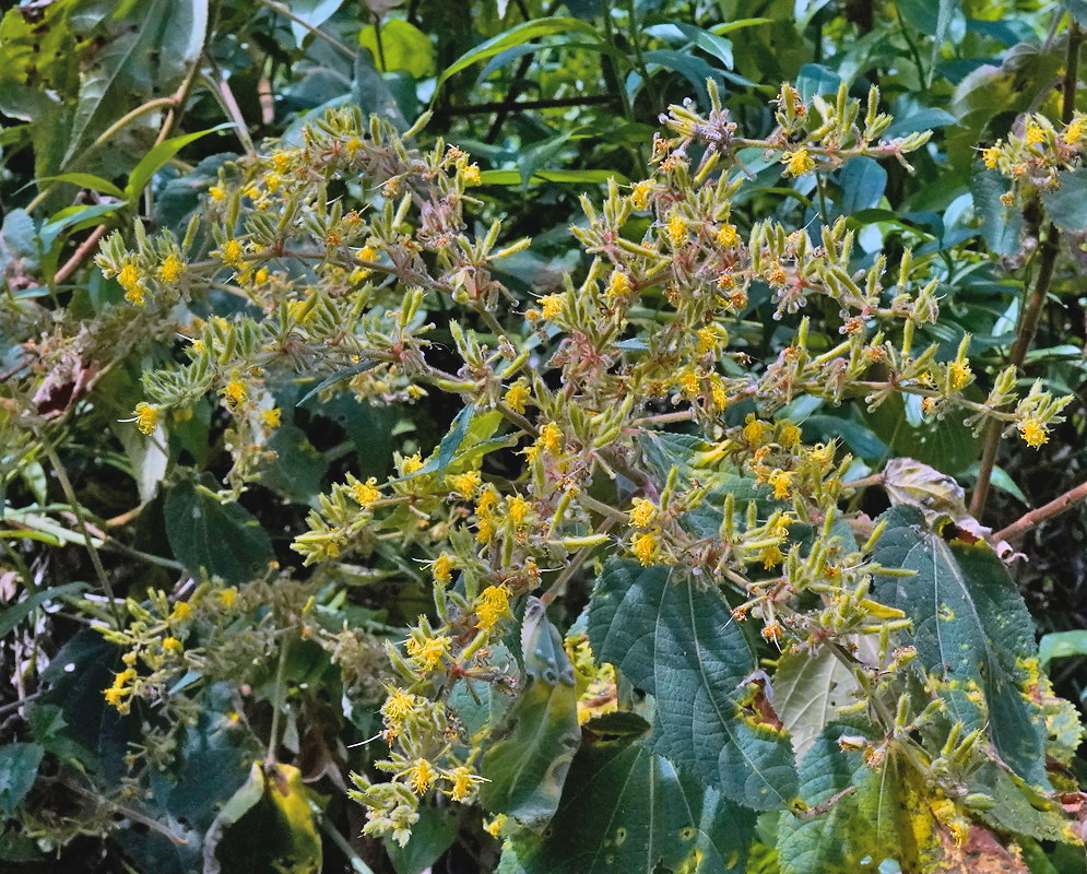 Triumfetta lappula Yellow Flowers Triumfetta lappula yellow flowers