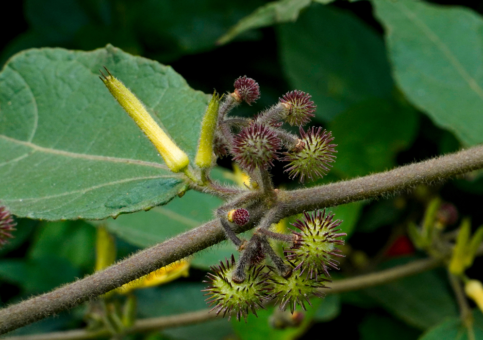 Triumfetta mollissima displaying its spiky, burr-like fruits along with slender, elongated flower buds on a fuzzy stem.