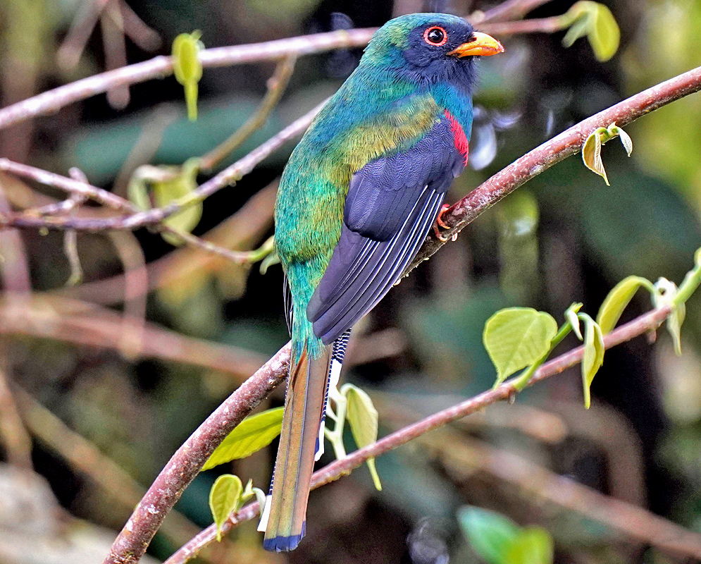 Trogon personatus Rear View Rear view of a perched trogon personatus displaying green upperparts, dark wings, red belly peeking from the side, and a long tail with white spots