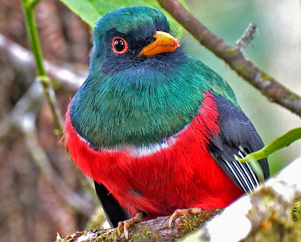 Trogon personatus Male on Mossy Branch Male trogon personatus perched on a mossy branch with dark emerald-green upperparts, bright red underparts, a black face, and orange beak