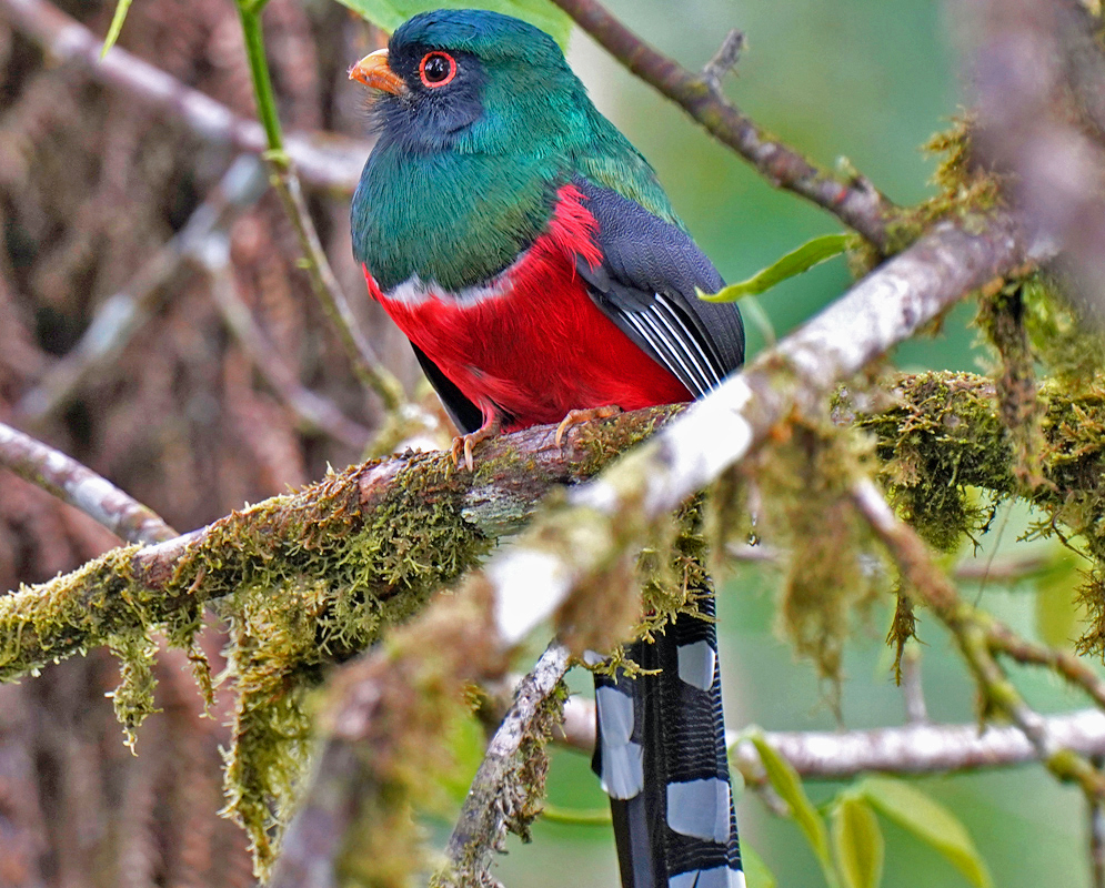 Trogon personatus Full Body Perch Full-body view of a male trogon personatus with green head, black mask, vibrant red belly, and long black-and-white tail perched on a tree branch