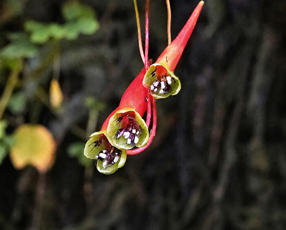 Tropaeolum adpressum paired red-spurred flowers with green margins and dark patterned centers