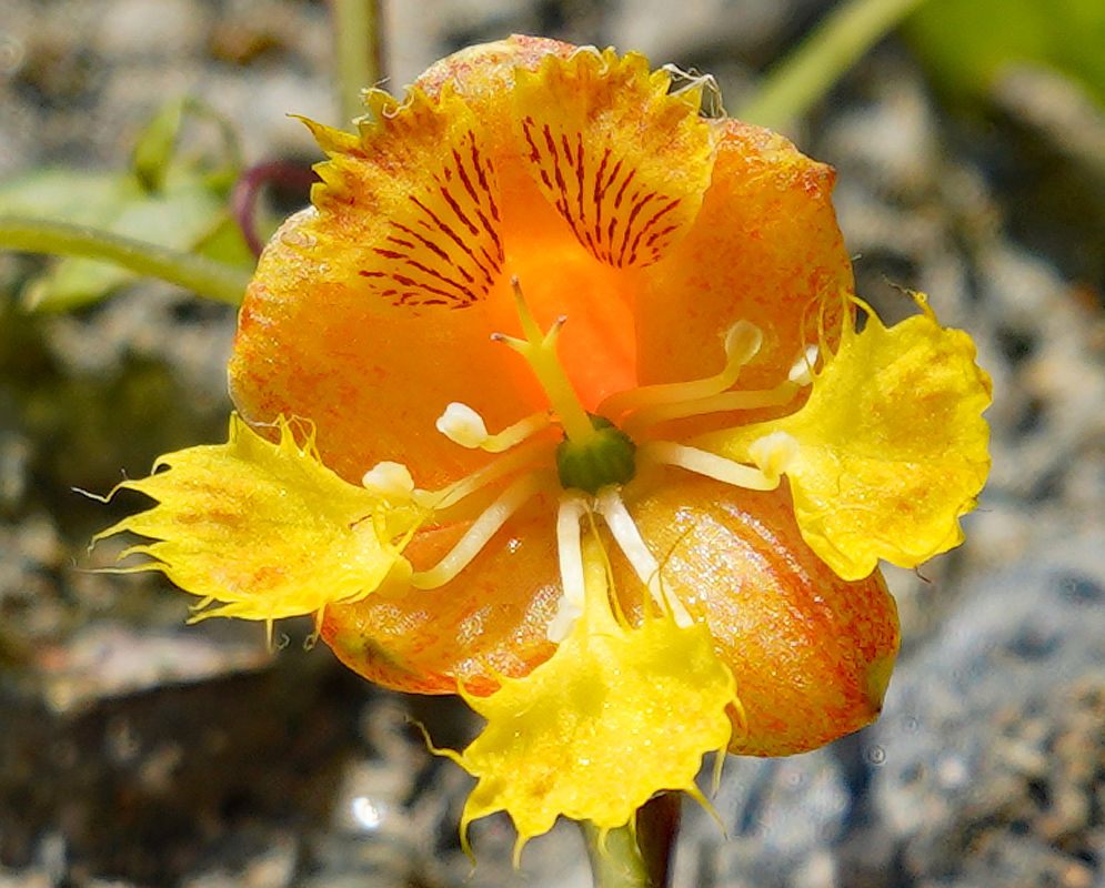 A yellow-orange Tropaeolum fintelmannii flower with white filaments in sunlight