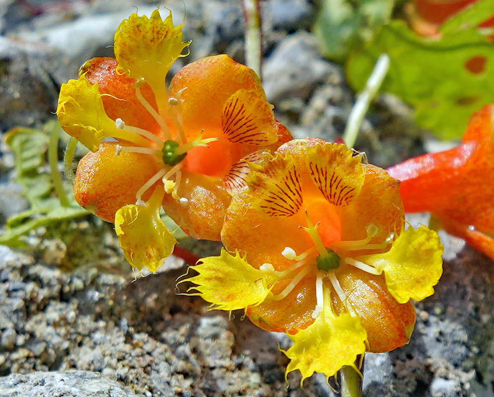 Yellow-orange Tropaeolum fintelmannii flowers with white filaments in sunlight