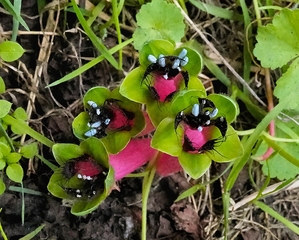 Tropaeolum hirtifolium Flower Cluster Tropaeolum hirtifolium cluster of dark-centered flowers surrounded by green segments and pink spurs