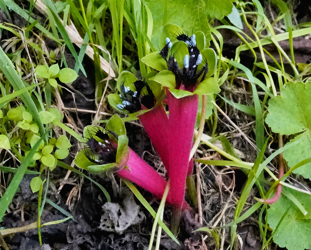 Tropaeolum hirtifolium long pink floral spur rising above dark patterned flower parts