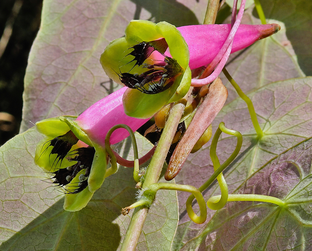 Tropaeolum longifolium Pink Green Flowers Tropaeolum longifolium pink green flowers