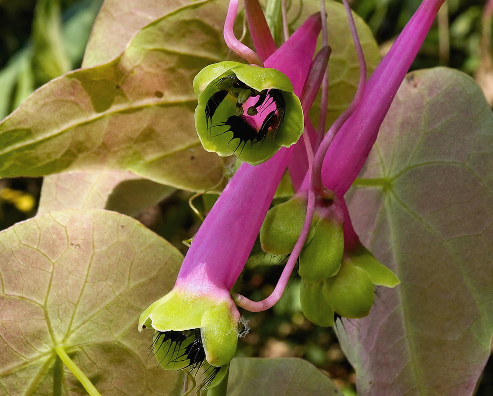 Tropaeolum longifolium Pink Yellow Tropaeolum longifolium pink yellow