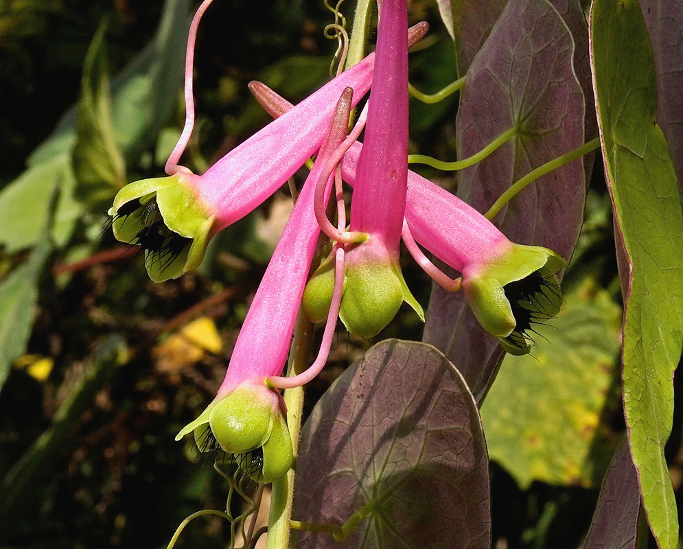 Tropaeolum longifolium Yellow Pink Tropaeolum longifolium yellow pink
