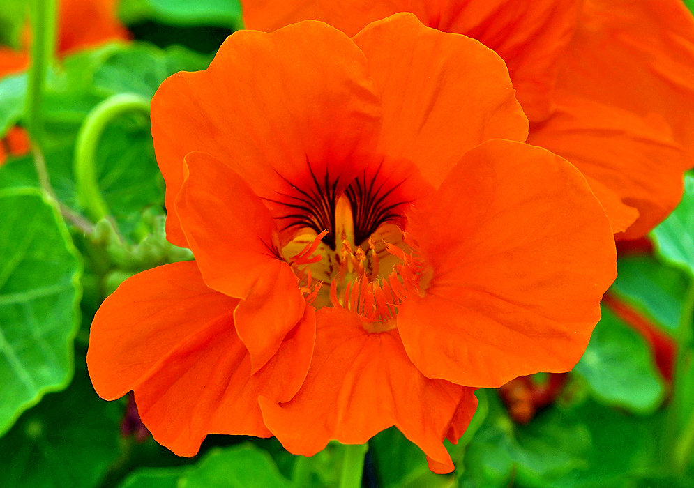 Tropaeolum majus orange flower with a red center