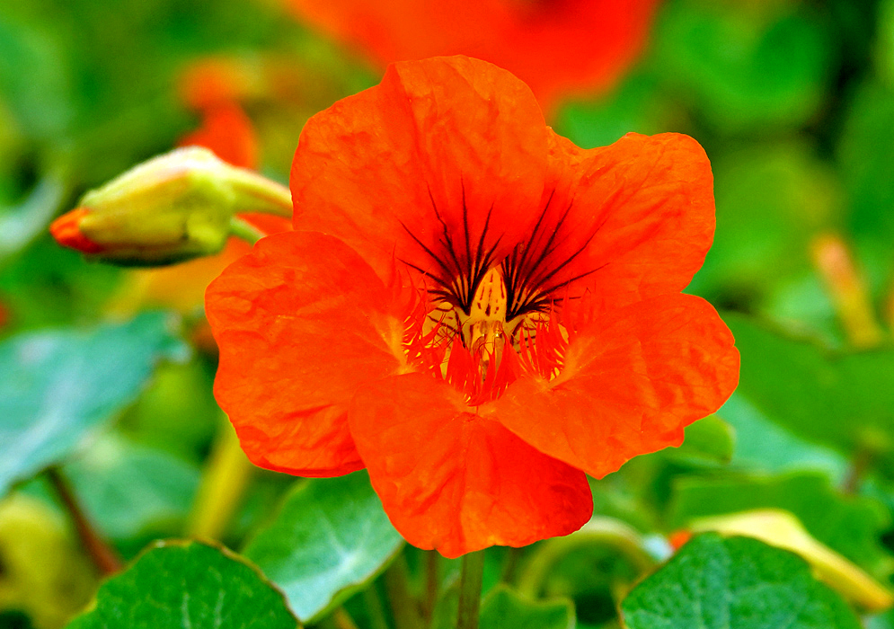 A orange Tropaeolum majus flower in sunlight