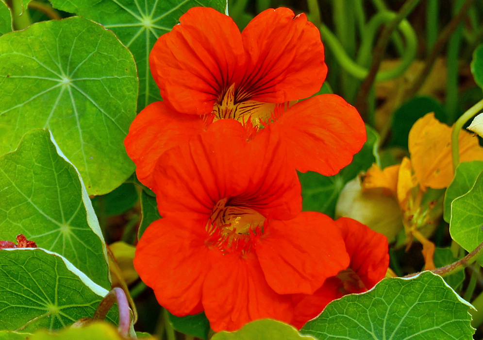 Three Tropaeolum majus flowers with orange petals and yellow centers growing among round green leaves and dry ground cover