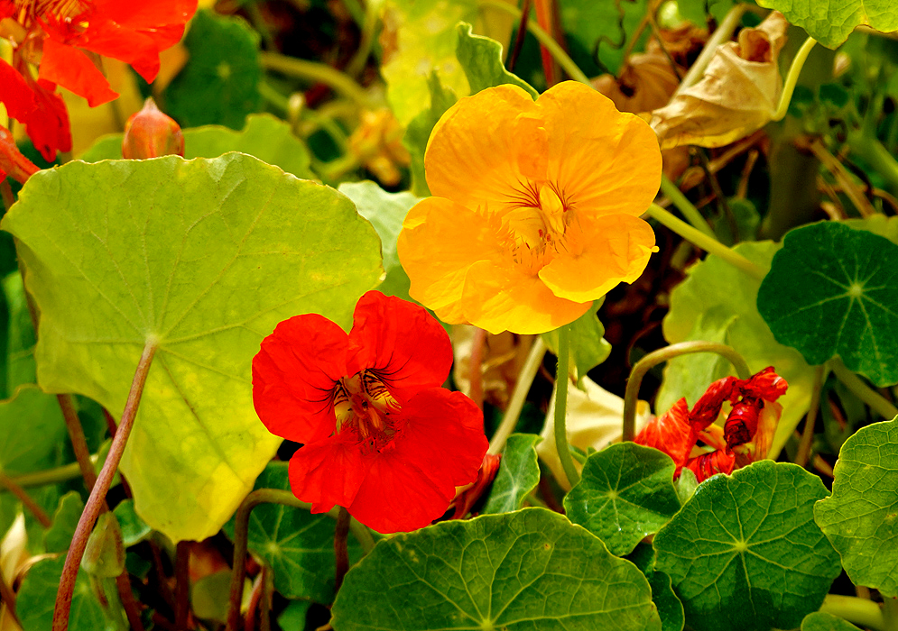 Two Tropaeolum majus flowers in sunlight one yellow and one scarlet