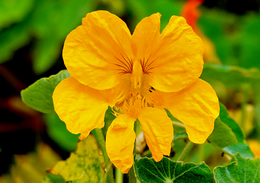 A yellow Tropaeolum majus flower with small brown lines in the center under sunlight