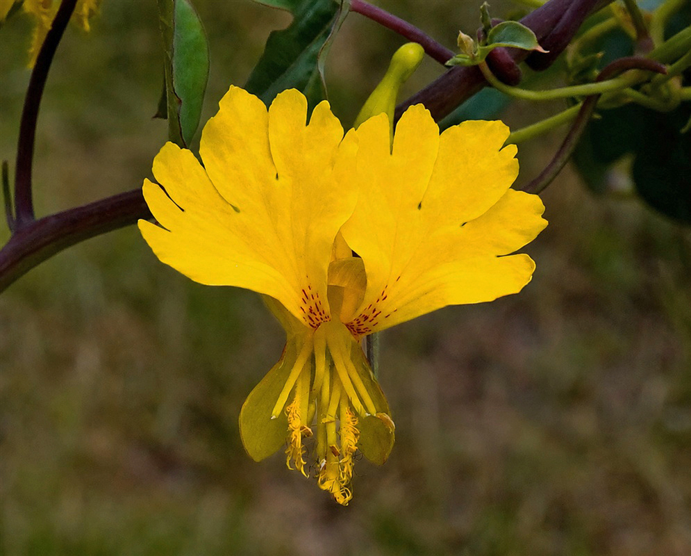 Tropaeolum peregrinum golden yellow flower with fringed lower petals and a curved spur