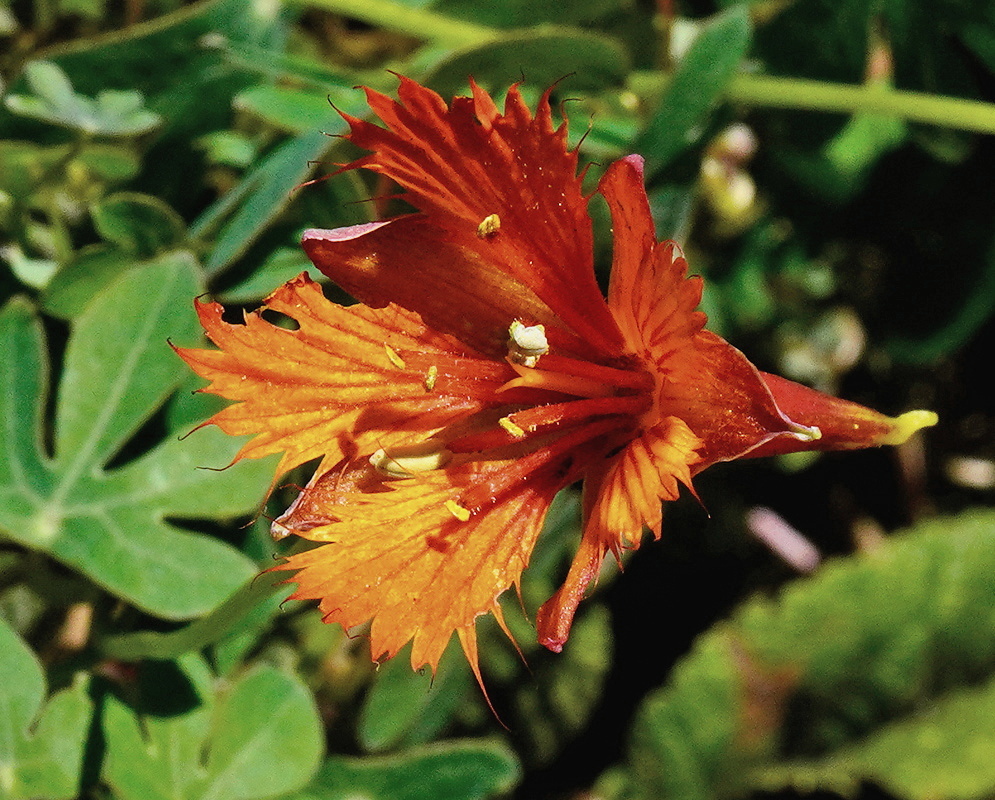 Tropaeolum smithii red-orange fringed flower with a long spur beside divided green leaves