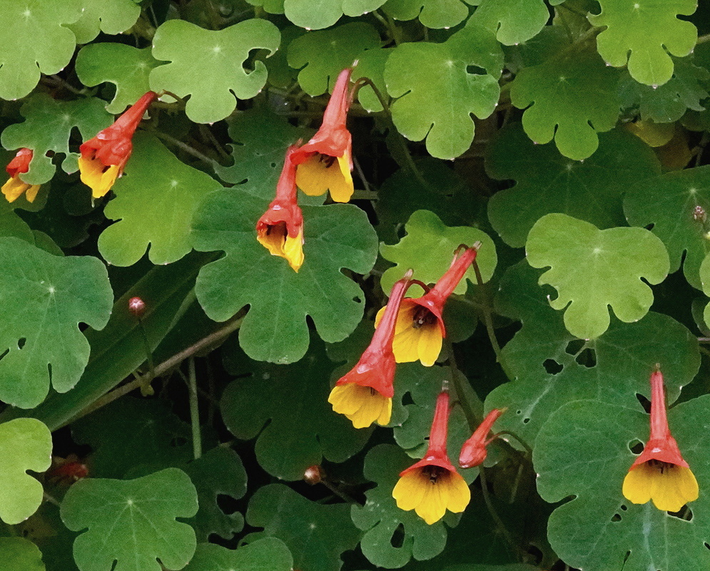 Tropaeolum tuberosum nodding red and yellow spurred flowers among rounded deeply lobed leaves