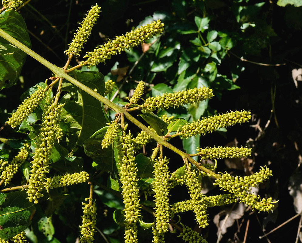 Trophis racemosa plant habit and foliage