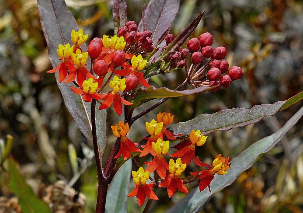 Asclepias curassavica red and yellow flowers in sunlight