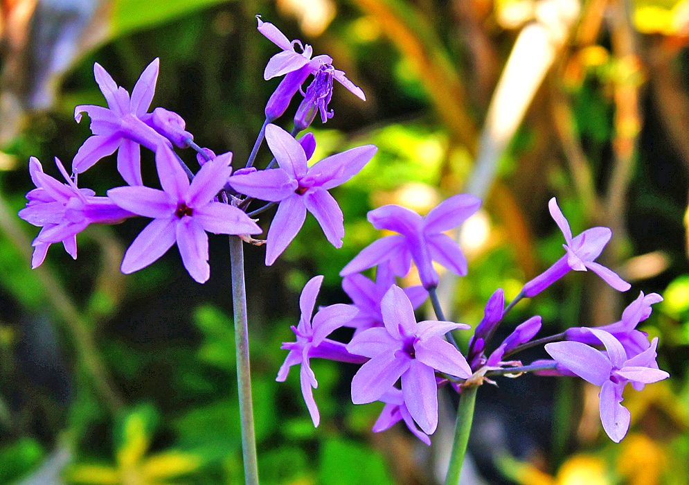 Purple Vulbaghia violacea flowers