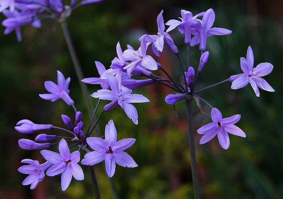 Two clusters of purple Tulbaghia violacea flowers