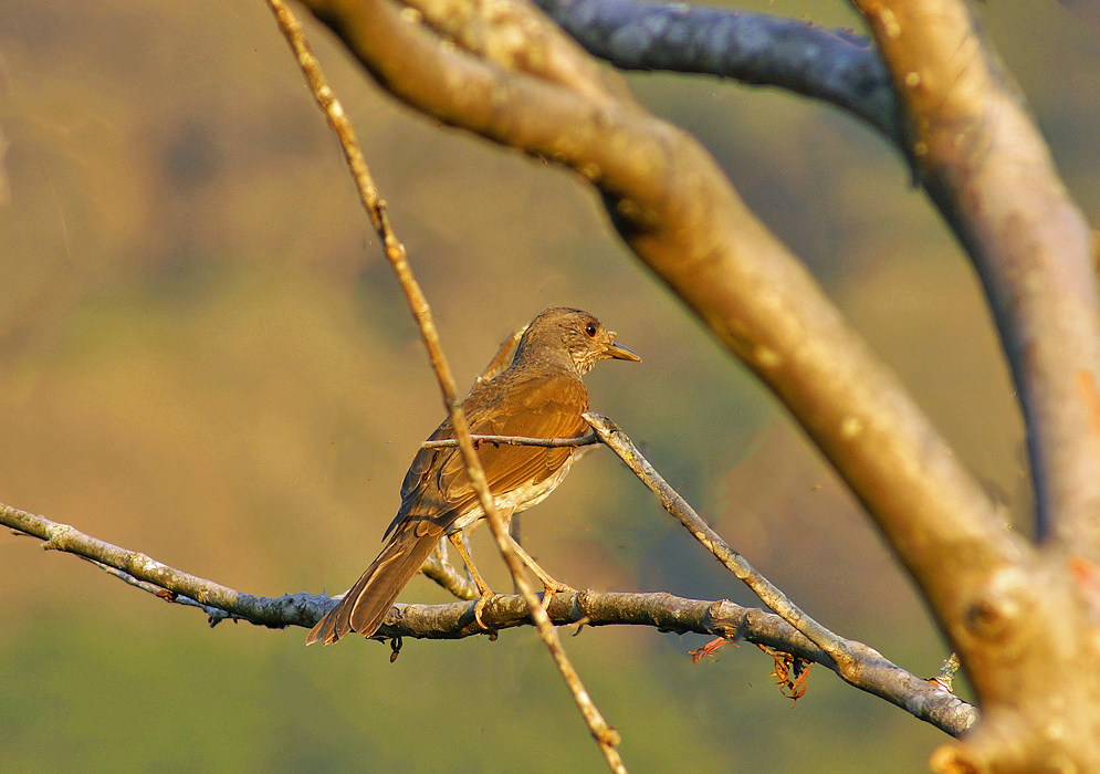 Turdus ignobilis standing on a tree branch from behind
