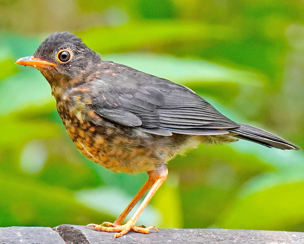 Young Turdus fuscater with spotfed rust-orange breast