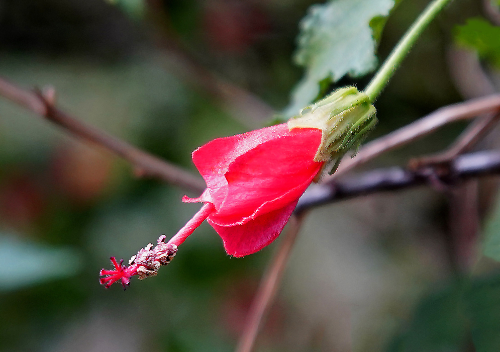 Red Malvaviscus arboreus flower with a long filament