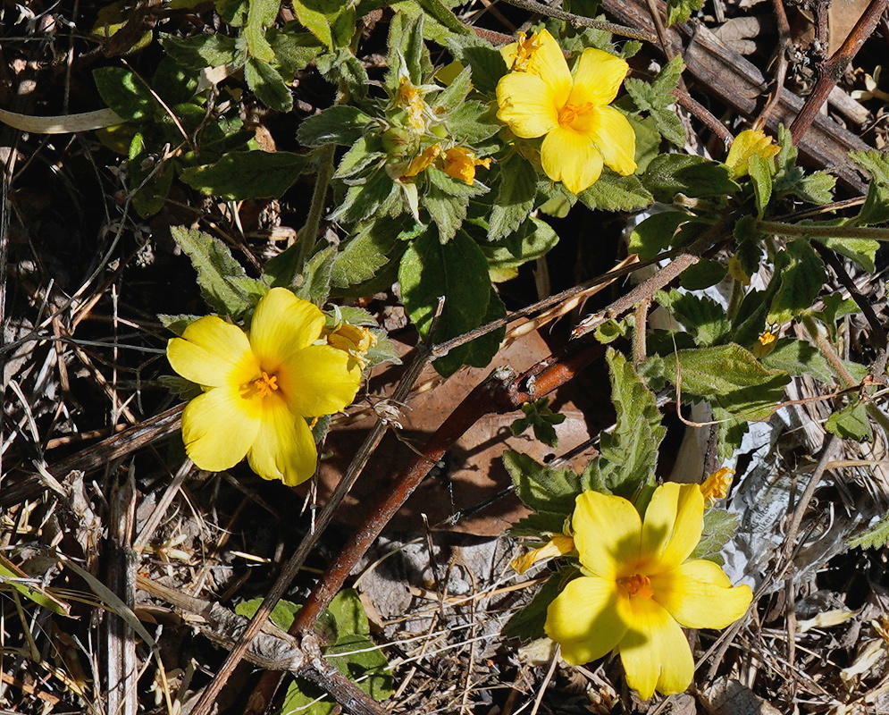 Turnera diffusa bright yellow five-petaled flowers opening above dry ground and woody stems
