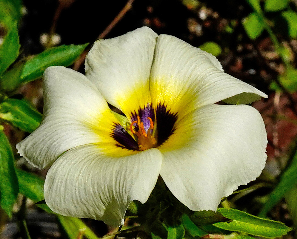 A close-up of a Turnera subulata flower showing creamy white petals with a dark purple and yellow center surrounded by bright green foliage