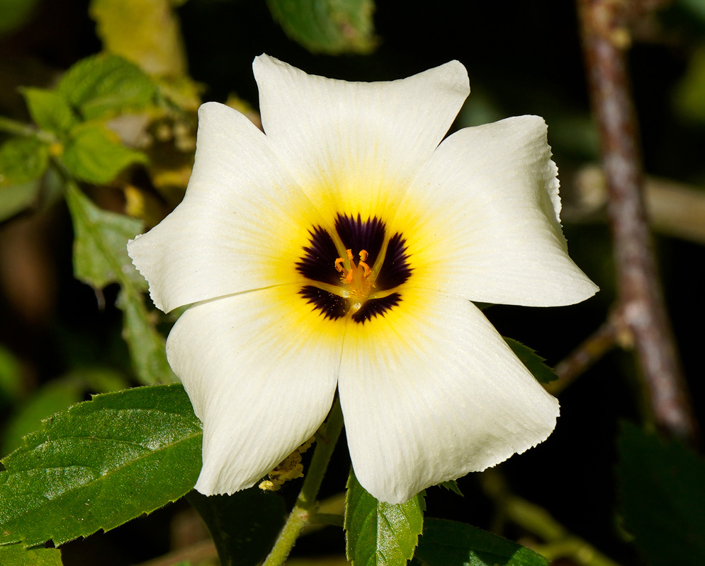 A centered view of a Turnera subulata bloom with six pale petals radiating from a vibrant yellow core encircling a dark purple star-shaped center