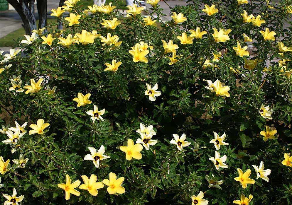 Turnera ulmifolia bush with yellow flowers