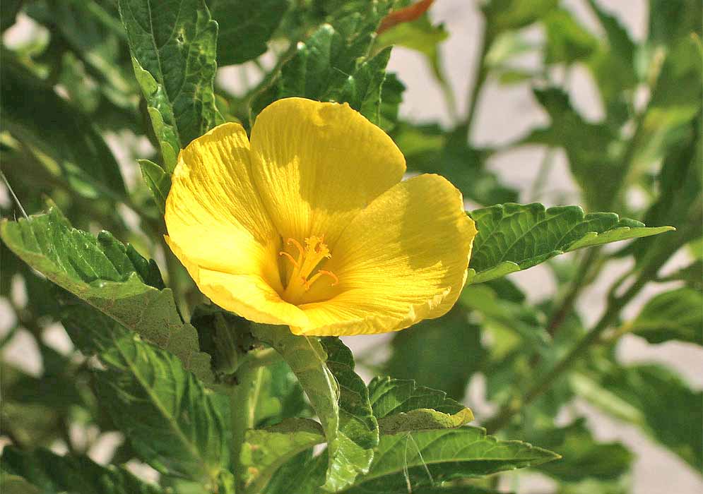 A yellow Turnera ulmifolia flower in sunlight
