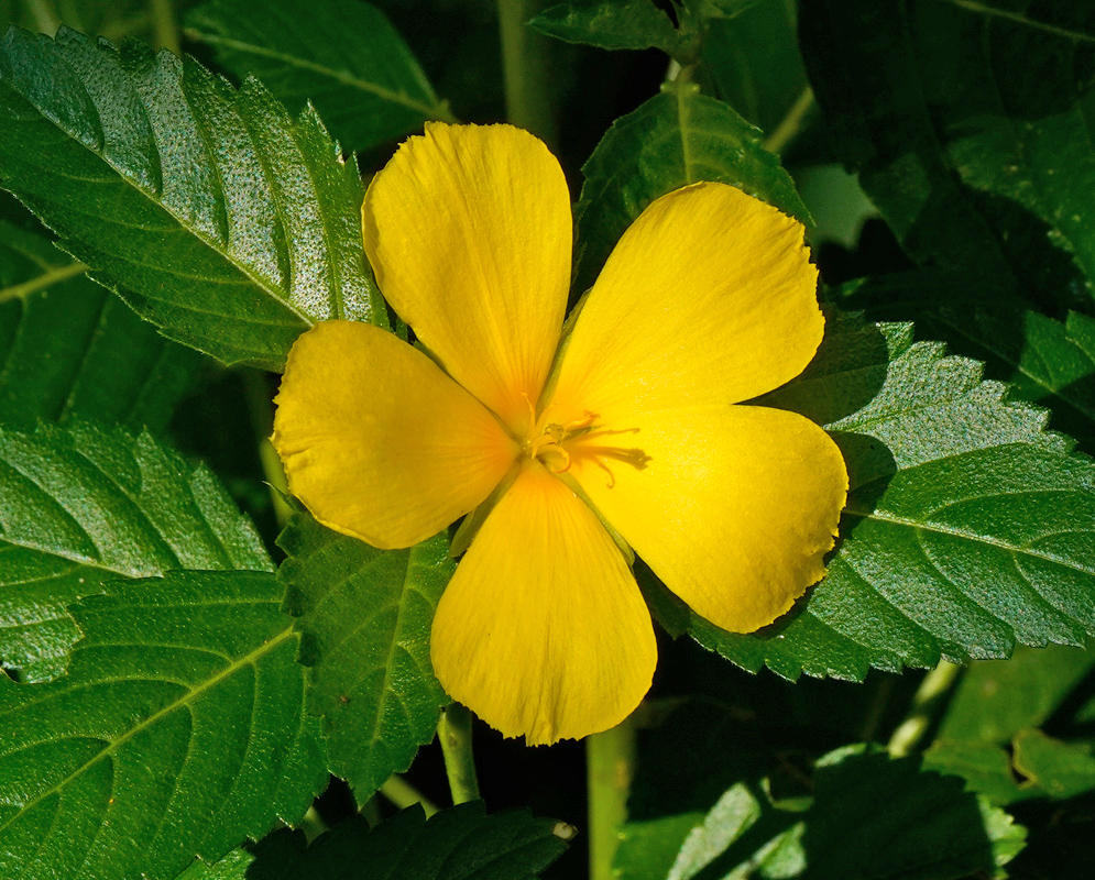 Turnera ulmifolia Yellow Flower With Serrated Leaves A bright yellow Turnera ulmifolia flower with five rounded petals radiating from a central point, surrounded by deep green serrated leaves